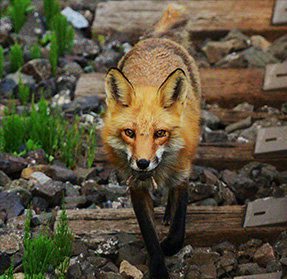 Fox Photography